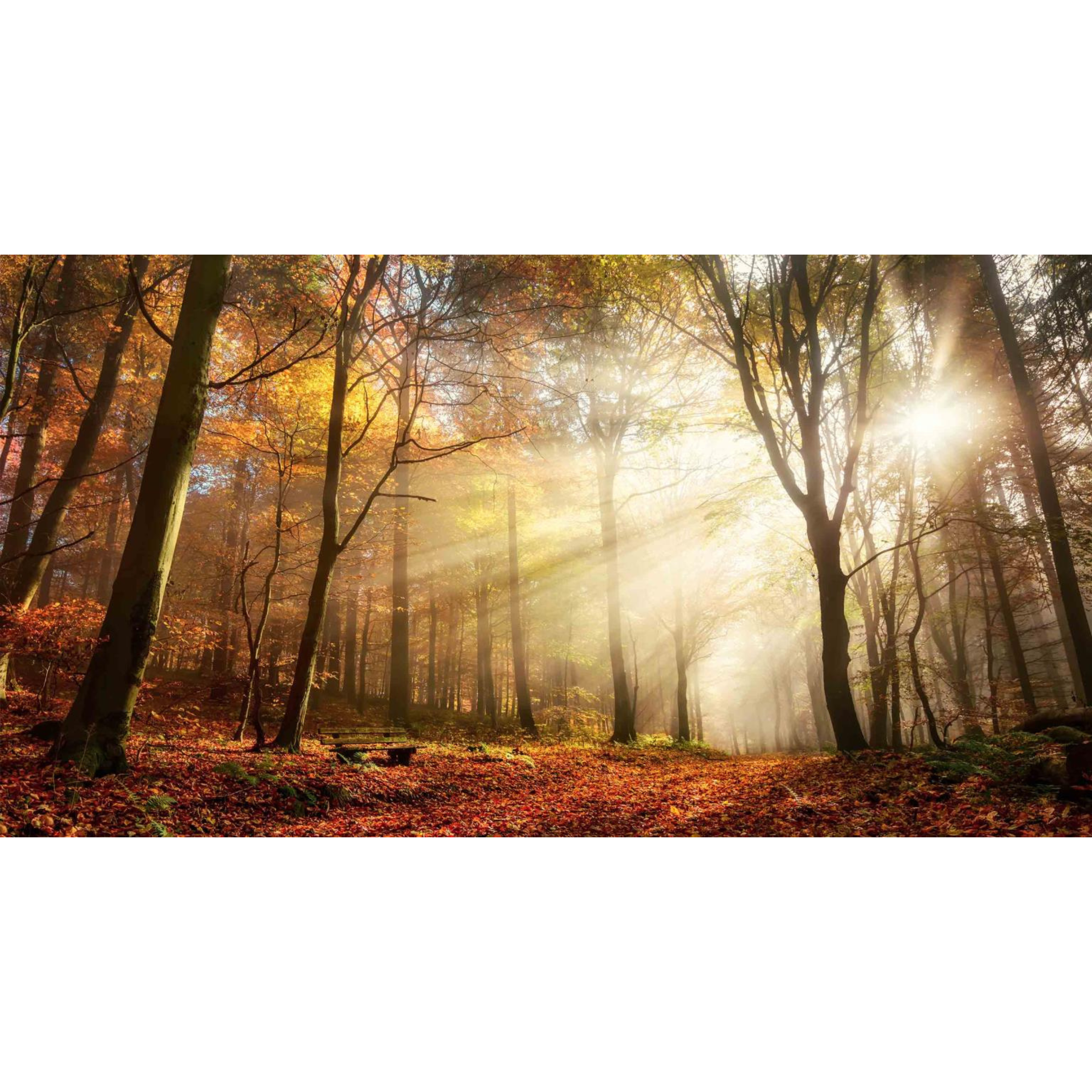 Sunlight in Woods Wall Art | SF1344
