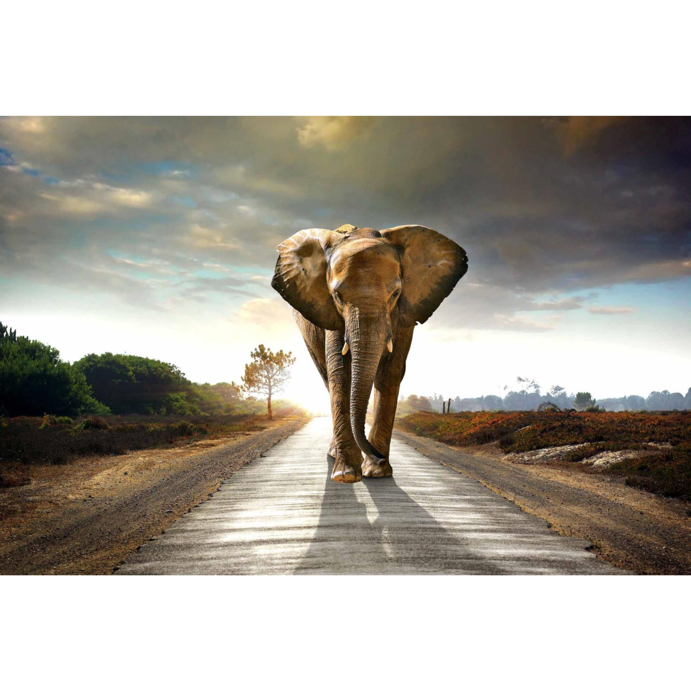 Elephant Journey Wall Art | SF1349