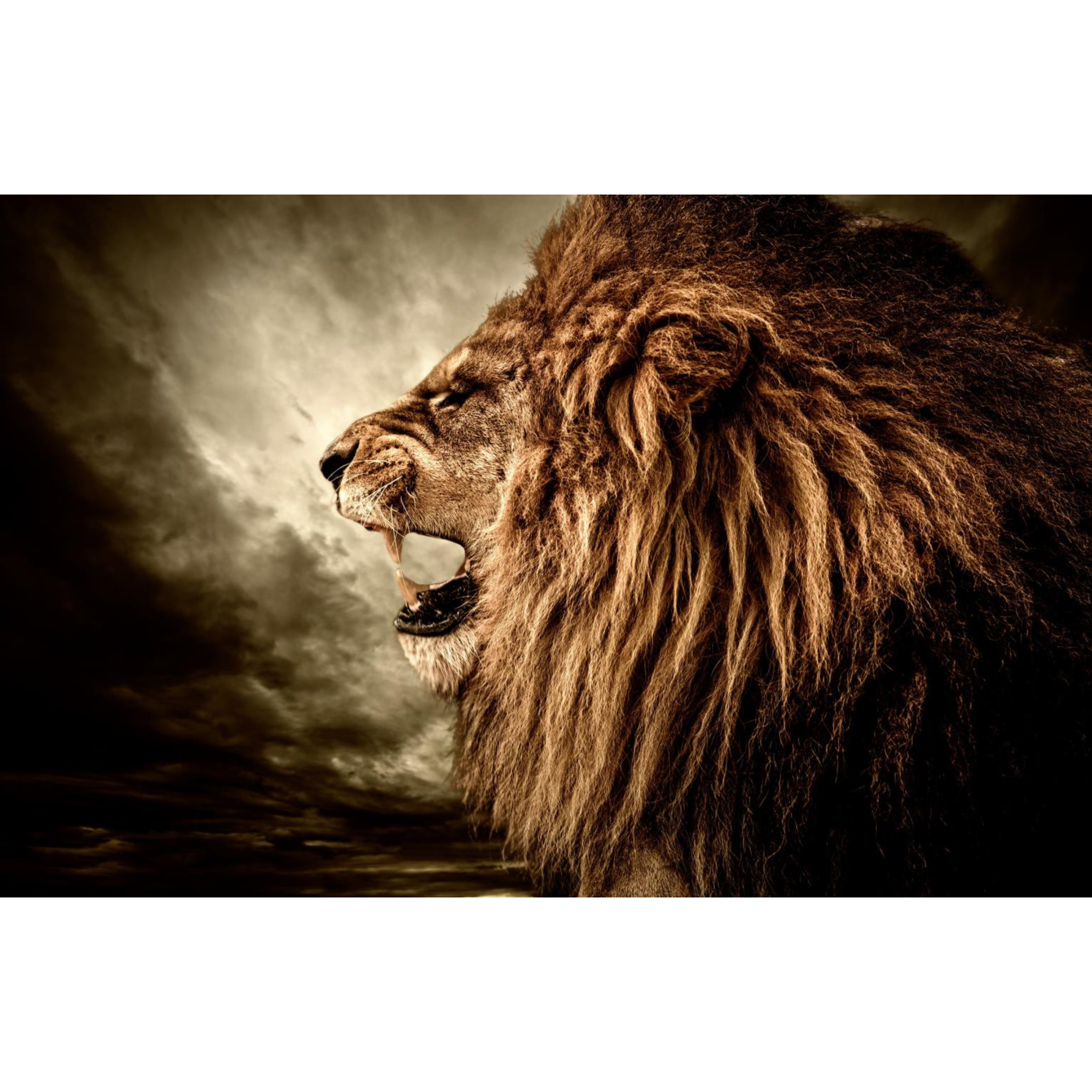Hear me Roar  Wall Art | SF1355